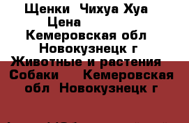 Щенки  Чихуа Хуа › Цена ­ 10 000 - Кемеровская обл., Новокузнецк г. Животные и растения » Собаки   . Кемеровская обл.,Новокузнецк г.